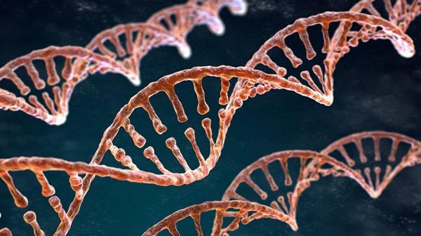 How Do Genetic Factors Influence Disease Risk?